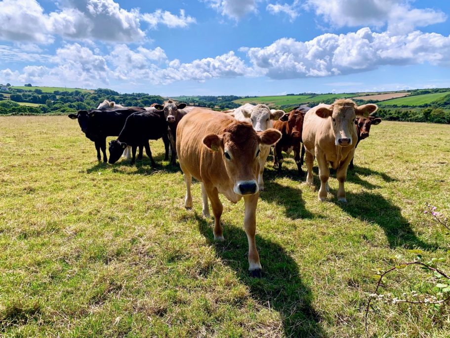 Language Holidays in Cornwall